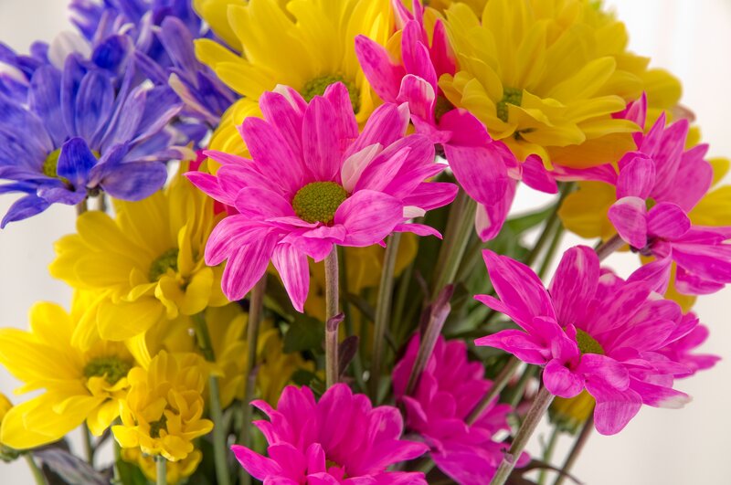 Bouquet of Chrysanthemums — Pink, Vibrant, Photograph