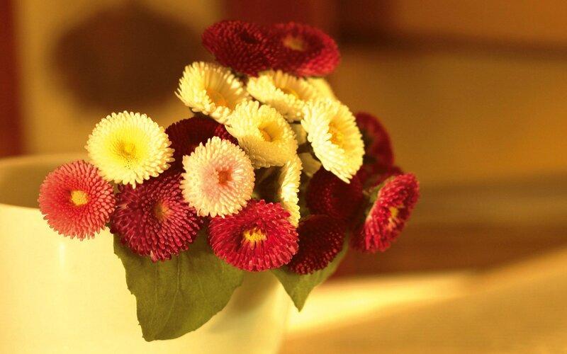 Bouquet of Chrysanthemums — Red, Calm, Photograph