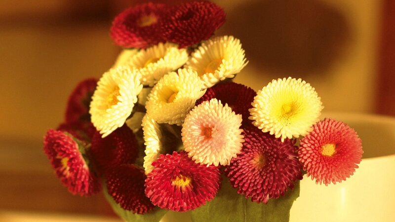 Bouquet of Chrysanthemums — Red, Warm, Photograph
