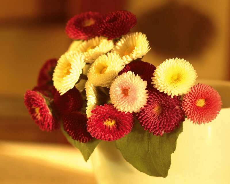 Bouquet of Chrysanthemums — Red, Warm