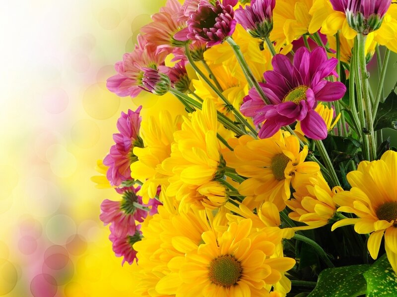 Bouquet of Chrysanthemums — Yellow, Bright, Photograph