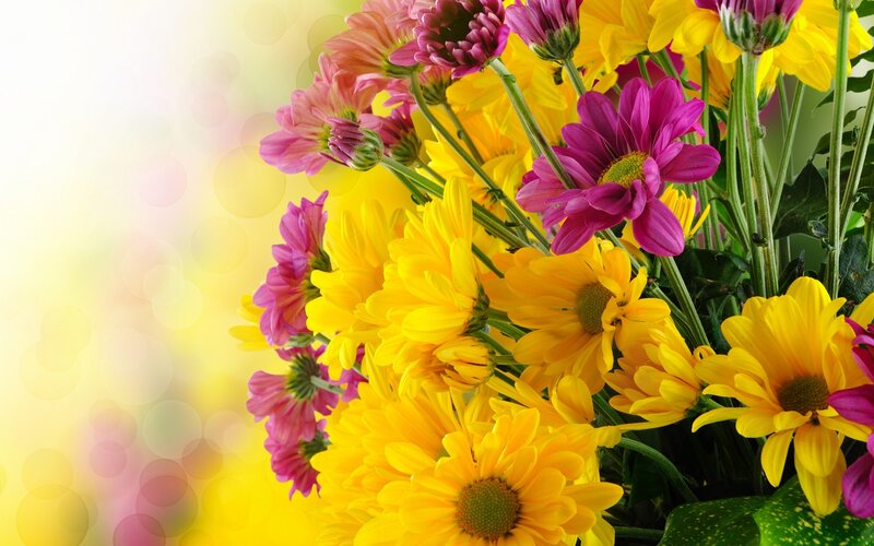Bouquet of Chrysanthemums — Yellow, Bright