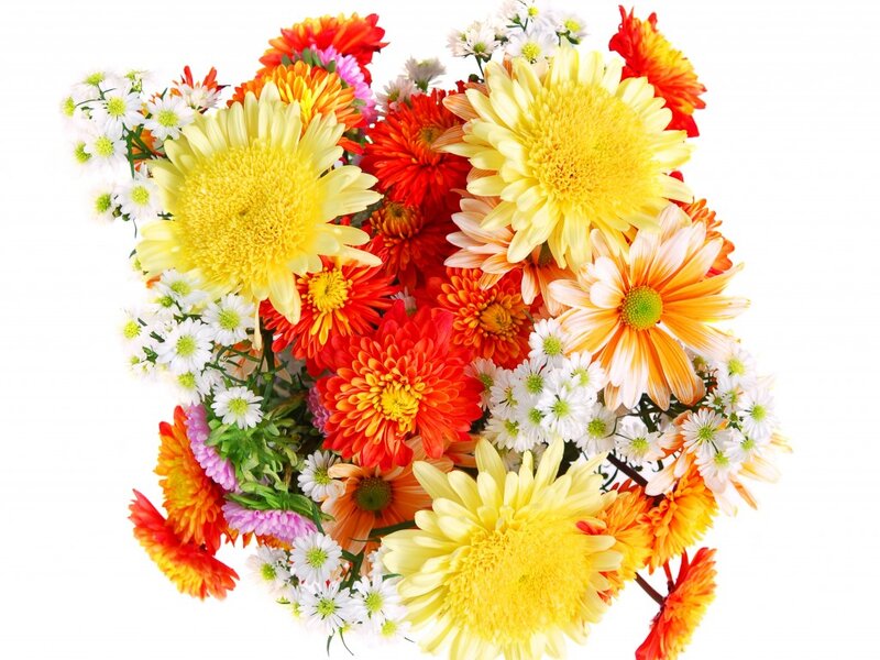 Bouquet of Chrysanthemums — Yellow, Vibrant