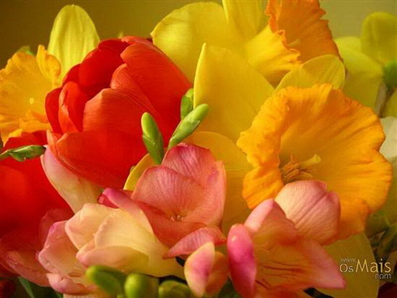 Bouquet of Colorful Flowers — Yellow, Vibrant