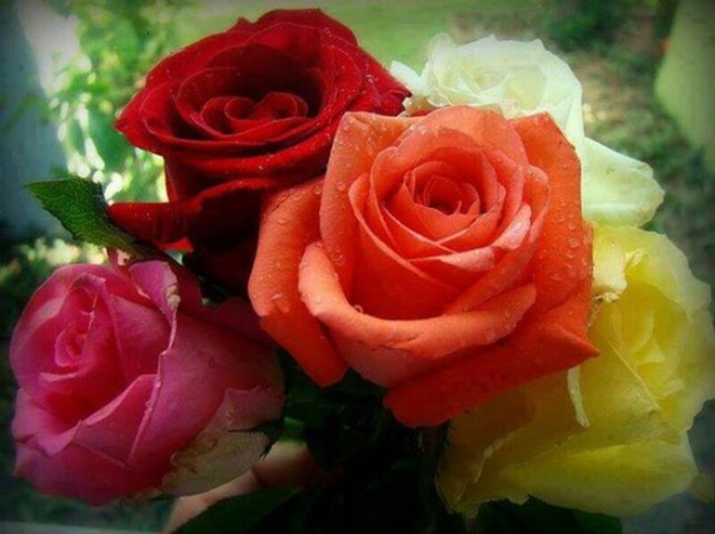 Bouquet of Colorful Roses — Red, Calm, Afternoon