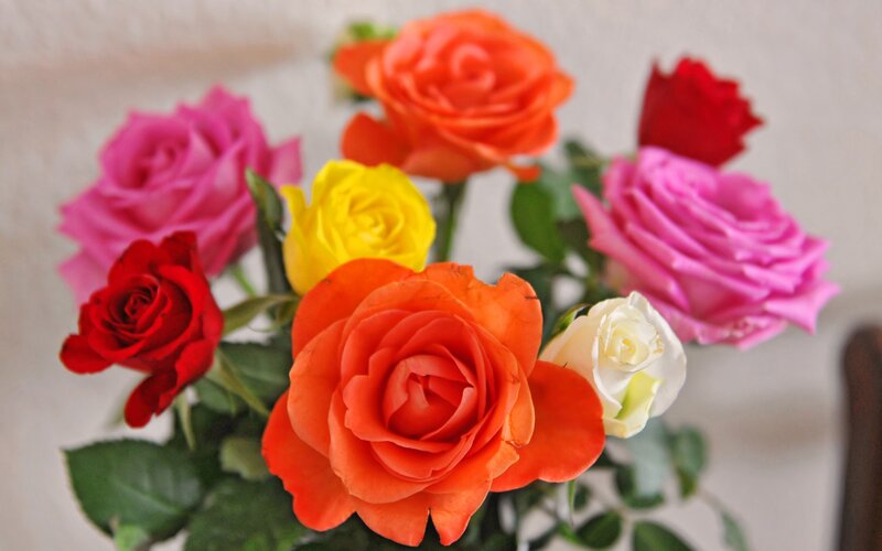 Bouquet of Colorful Roses — Red, Calm, Photograph