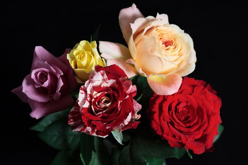 Bouquet of Colorful Roses — Red, Dramatic, Photograph