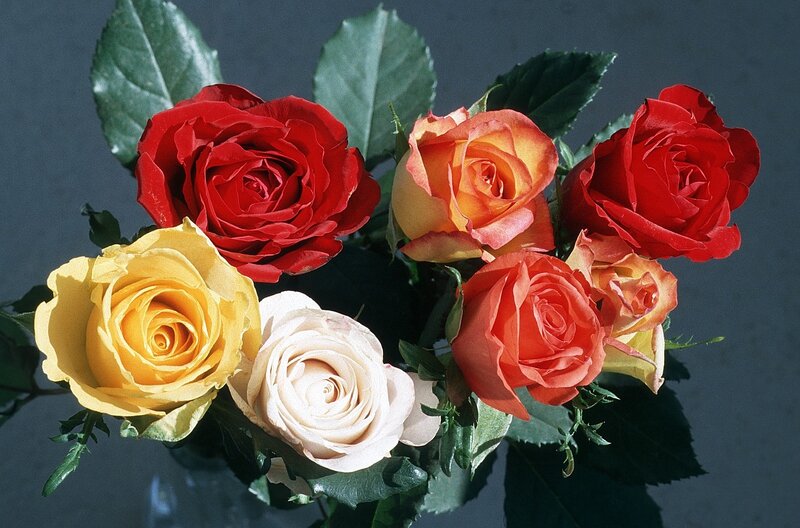 bouquet of colorful roses