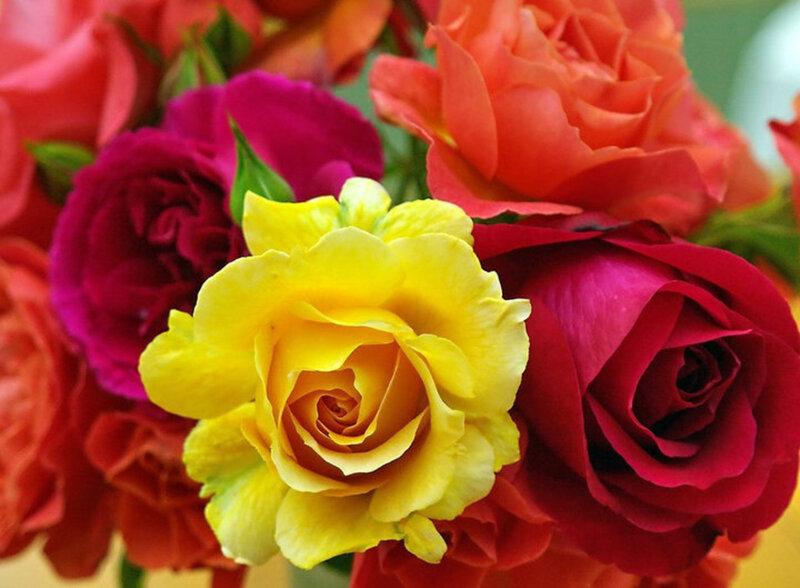 Bouquet of Colorful Roses — Yellow, Vibrant