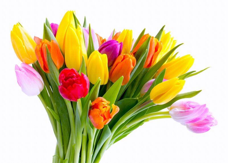 Bouquet of Colorful Tulips — Yellow