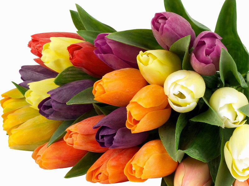 Bouquet of Colorful Tulips — Yellow, Vibrant