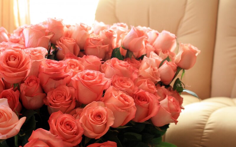 Bouquet of Coral Roses — Calm, Morning