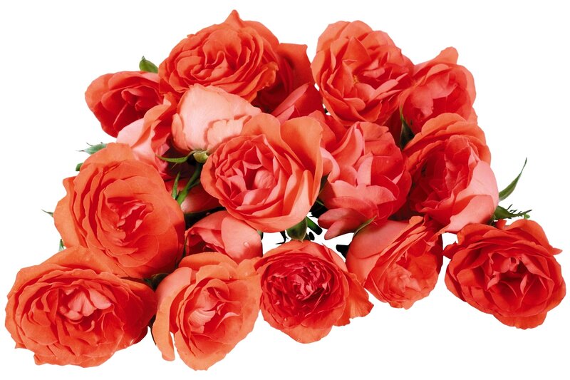 bouquet of coral roses