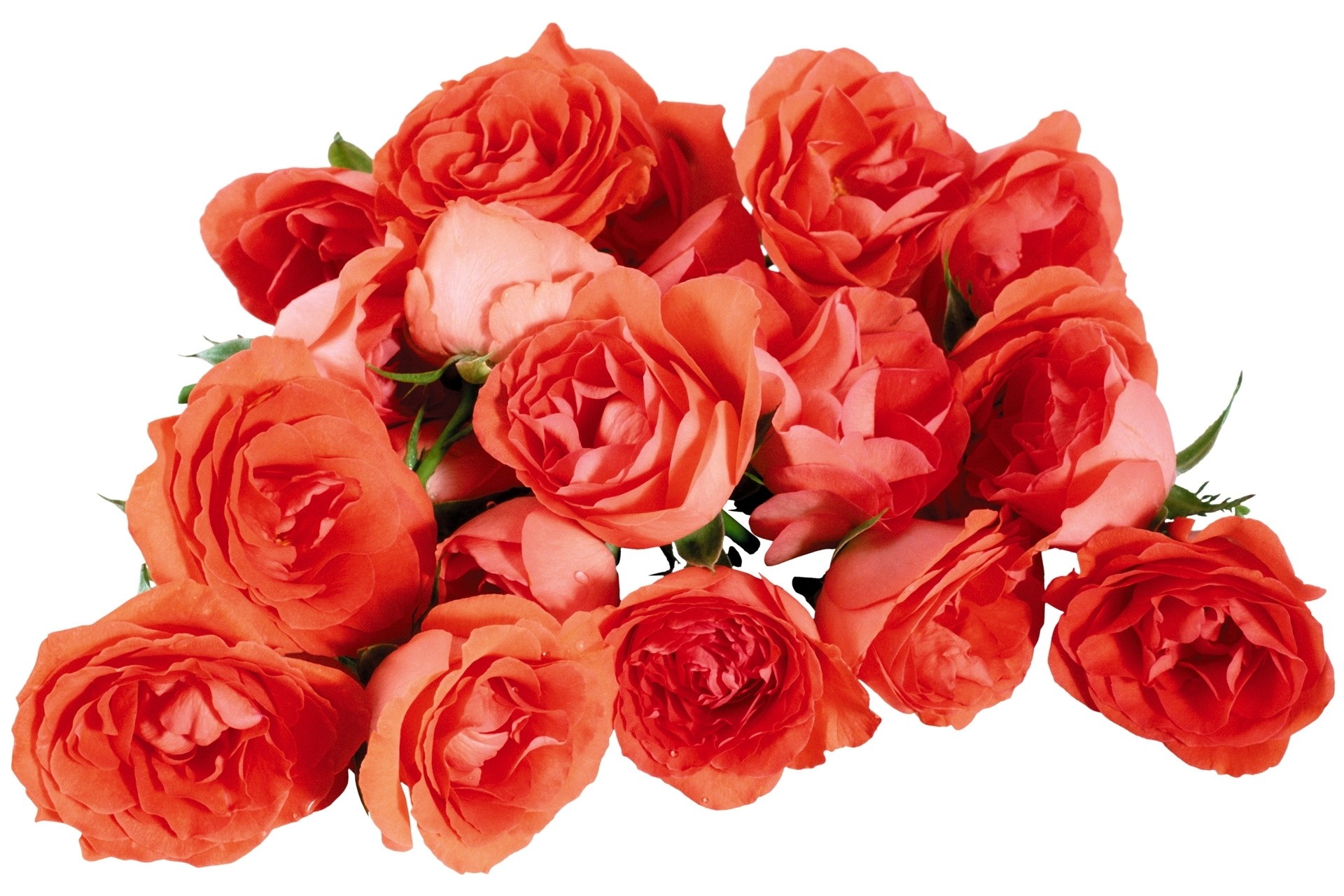 bouquet of coral roses