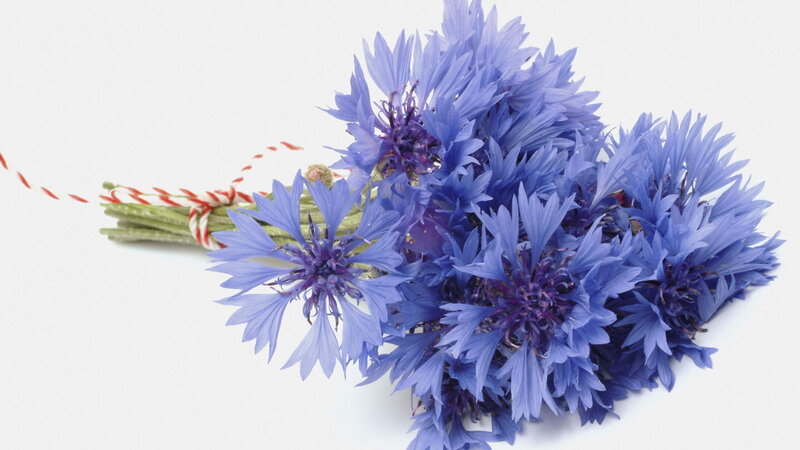 Bouquet of Cornflowers — Blue, Calm