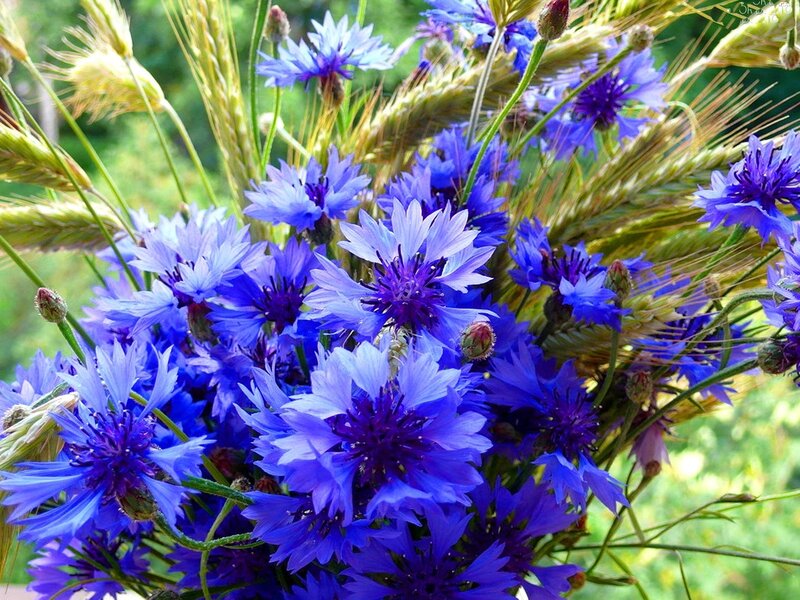 Bouquet of Cornflowers — Blue, Natural