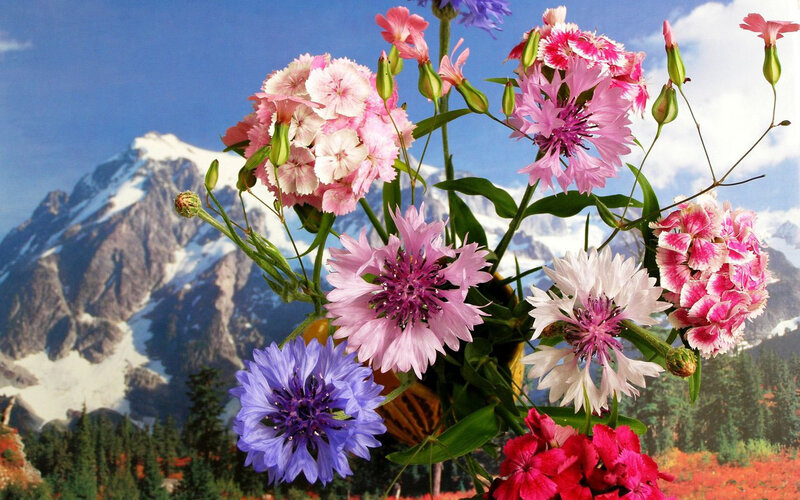 Bouquet of Cornflowers — Pink