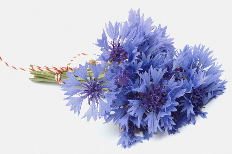 Bouquet of Cornflowers