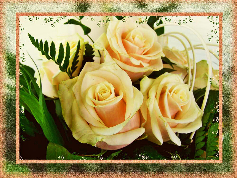 Bouquet of Cream Roses — Calm, Photograph, Green Leaves