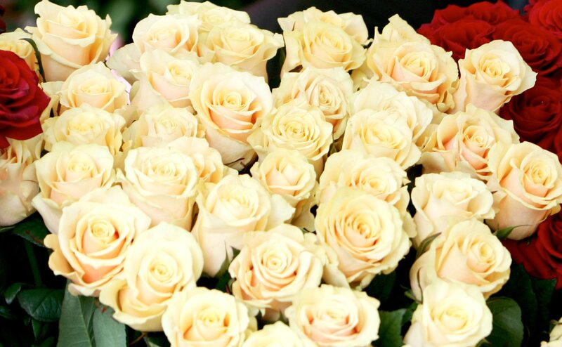 Bouquet of Cream Roses — Calm, Photograph, Red Roses