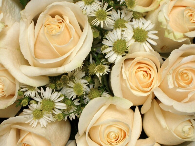 Bouquet of Cream Roses — Calm, Photograph