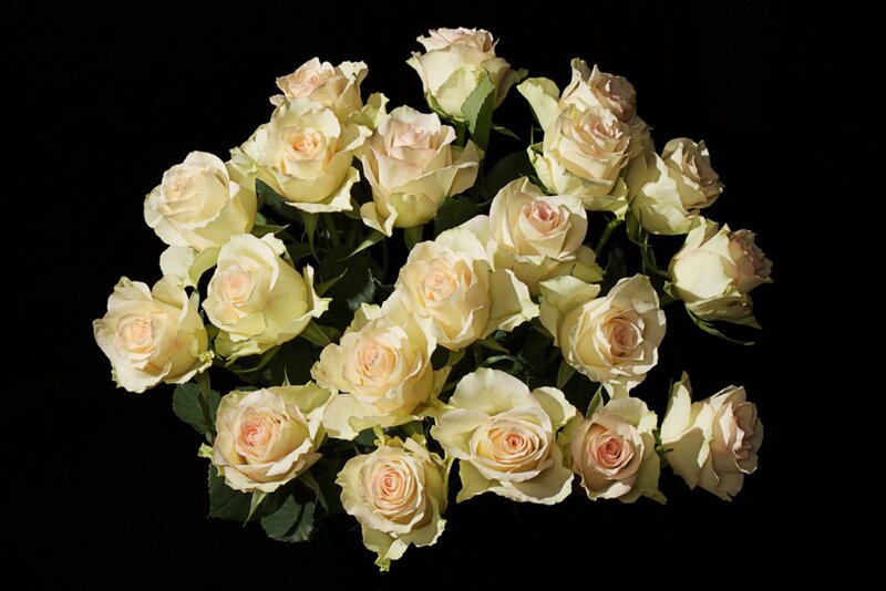 Bouquet of Cream Roses — Dramatic