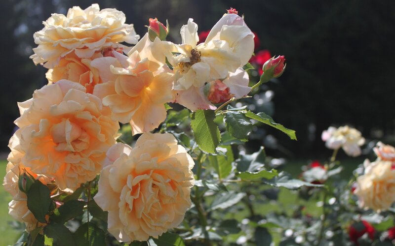 Bouquet of Cream Roses — Serene, Afternoon