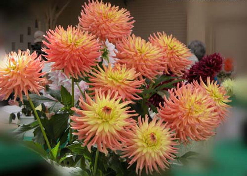 Bouquet of Dahlia Flowers