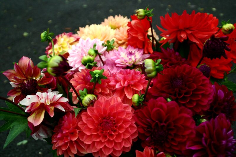 Bouquet of Dahlias — Red