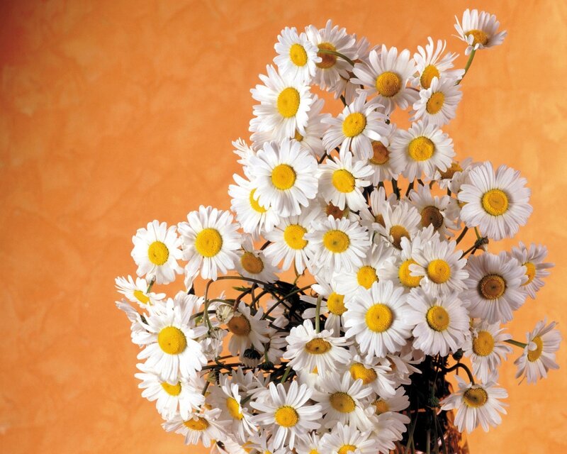 bouquet of daisies