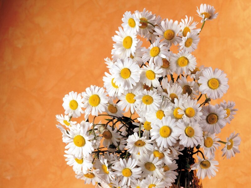 bouquet of daisies