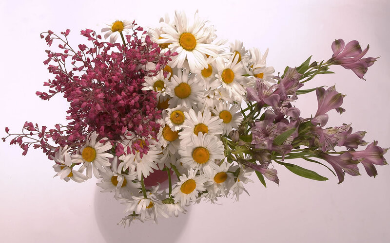 Bouquet of Daisies and Alstroemeria — White, Calm