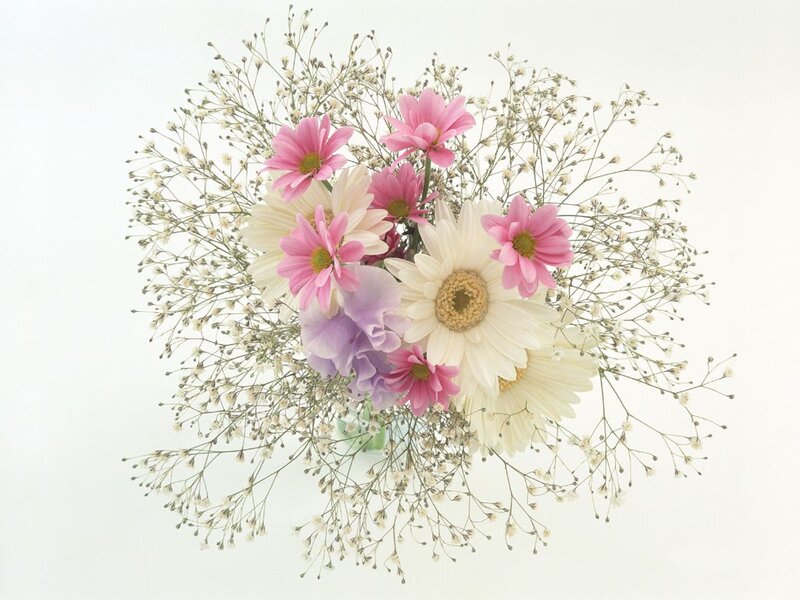 Bouquet of Daisies and Baby's Breath — Pink