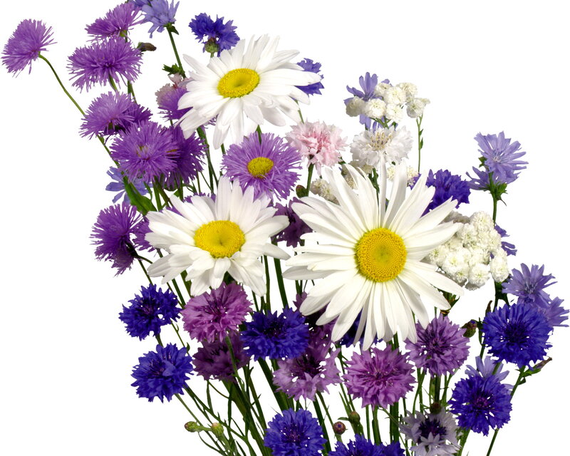 Bouquet of Daisies and Cornflowers