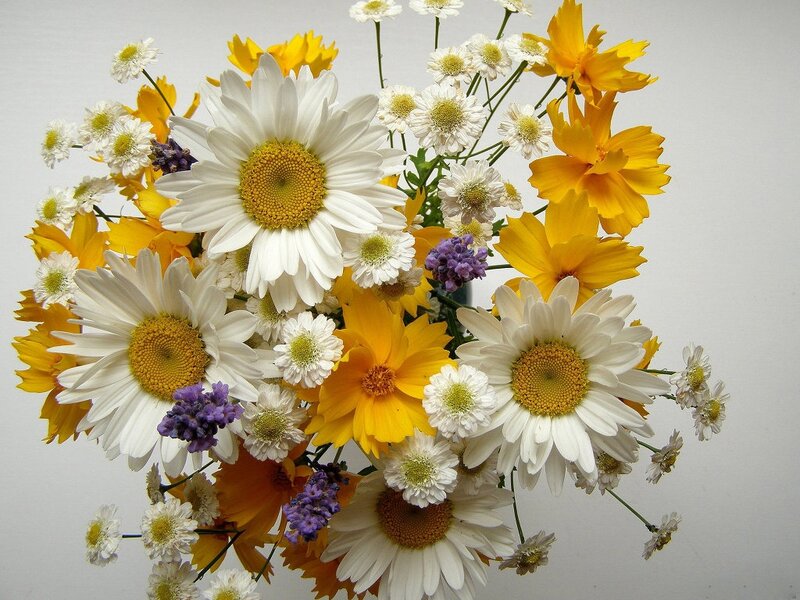 Bouquet of Daisies and Cosmos
