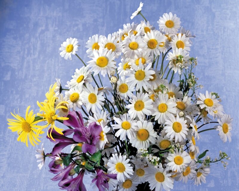bouquet of daisies and flowers
