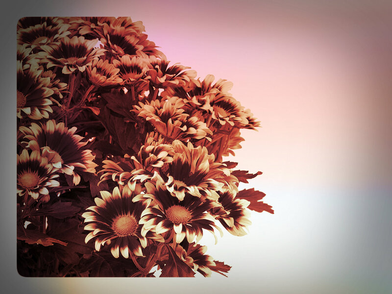Bouquet of Daisies — Brown