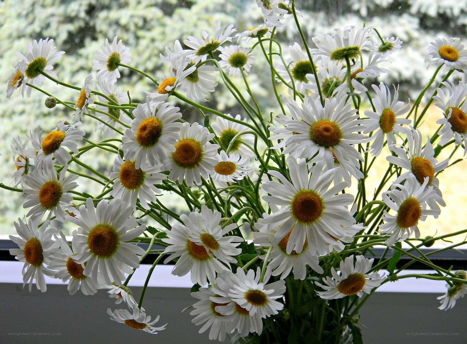 bouquet of daisies by window