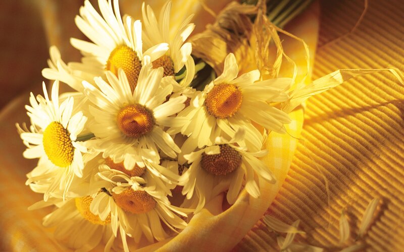 bouquet of daisies in sunlight