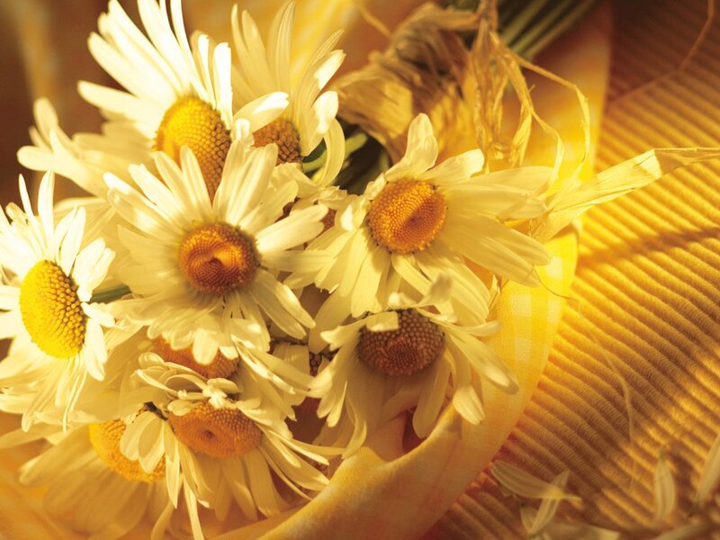 bouquet of daisies in sunlight