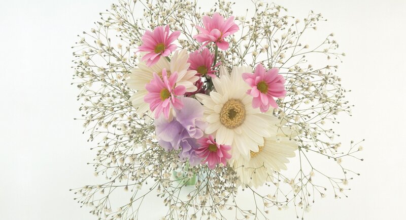Bouquet of Daisies — Pink, Calm