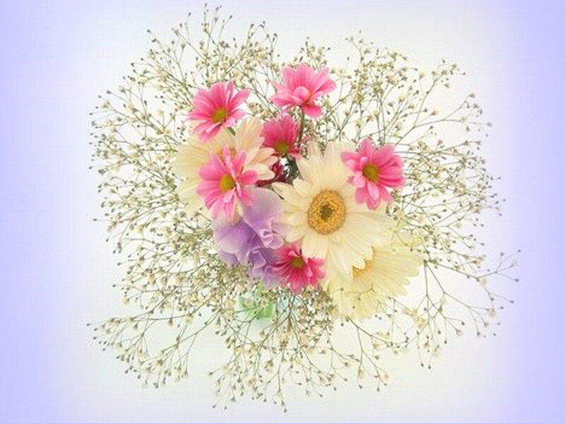 Bouquet of Daisies — Pink