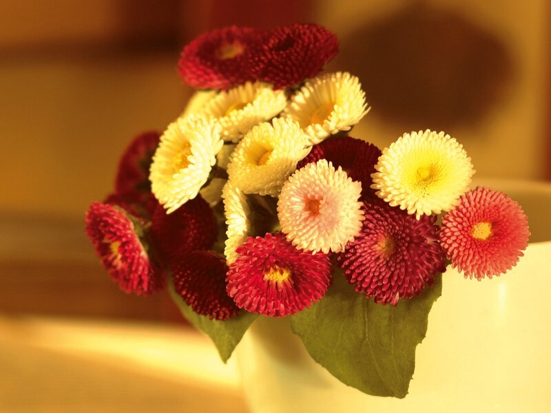 Bouquet of Daisies — Red, Warm, Photograph