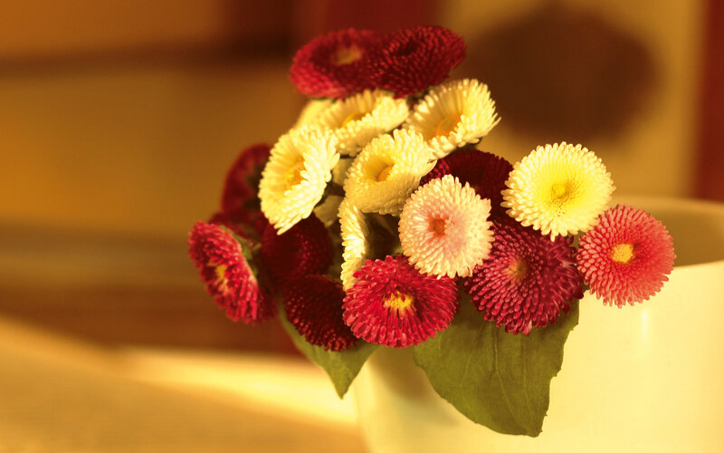 Bouquet of Daisies — Red, Warm
