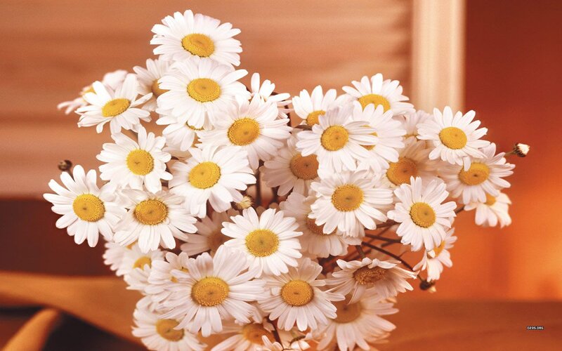 Bouquet of Daisies — White, Calm, Photograph
