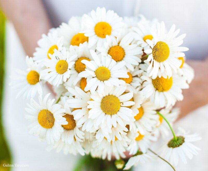 Bouquet of Daisies — White, Serene, Summer, Photograph