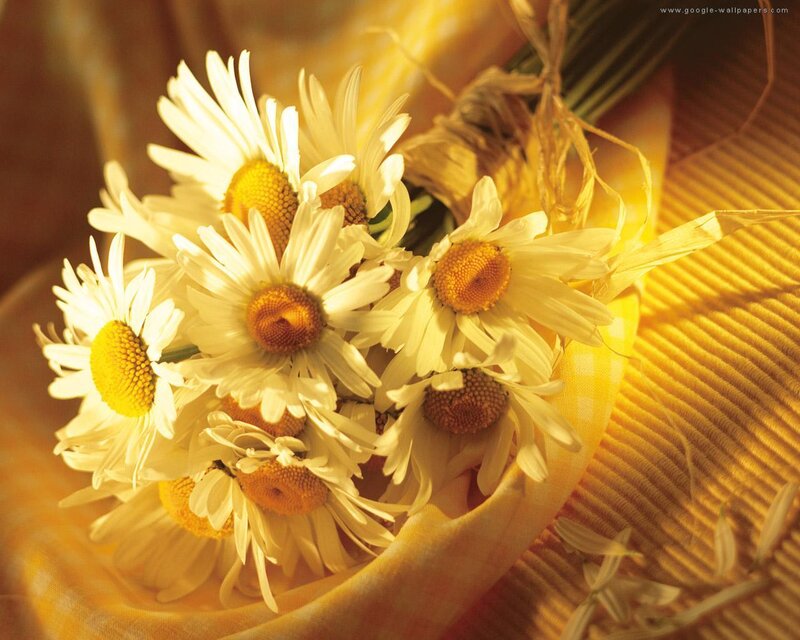 Bouquet of Daisies — Yellow