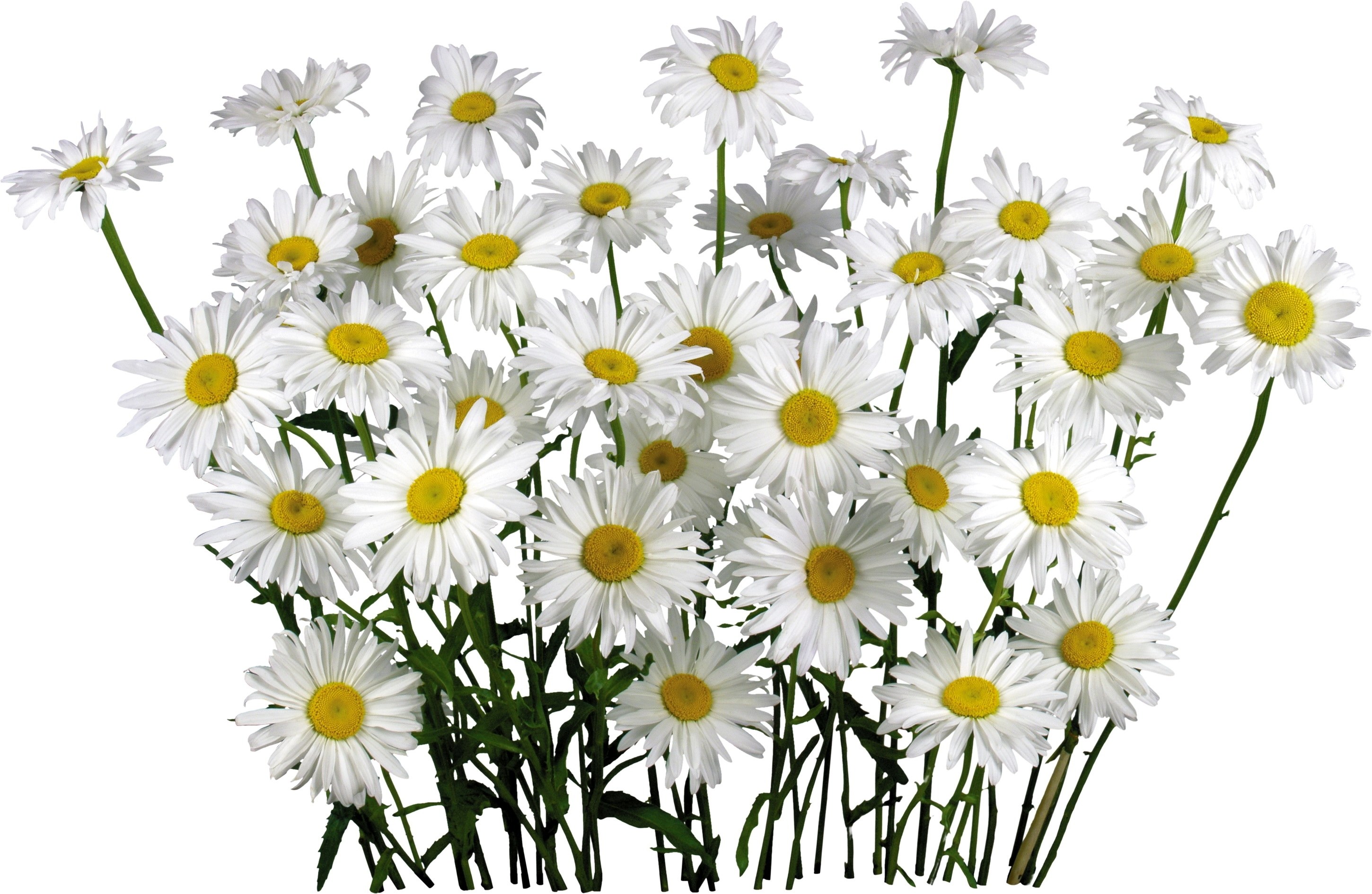 bouquet of daisies