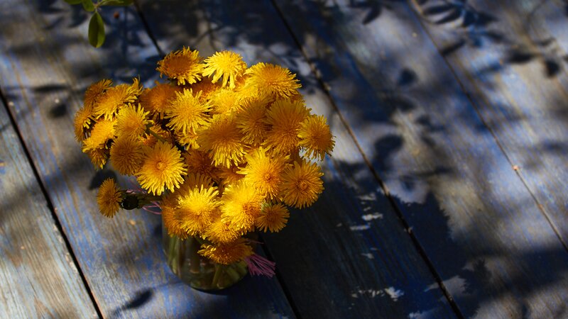 Bouquet of Dandelions — Yellow