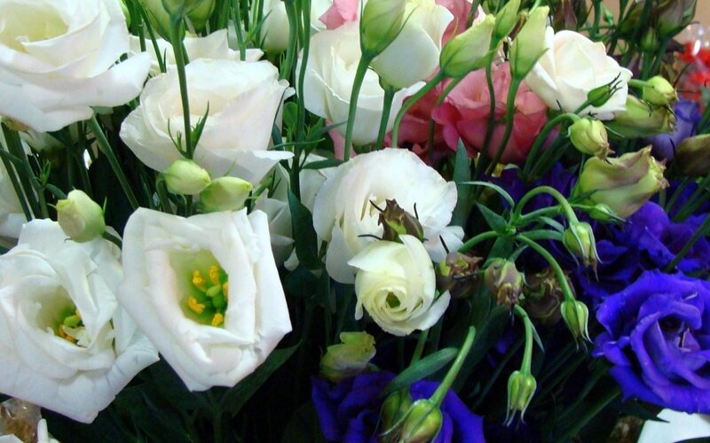 Bouquet of Eustoma Flowers